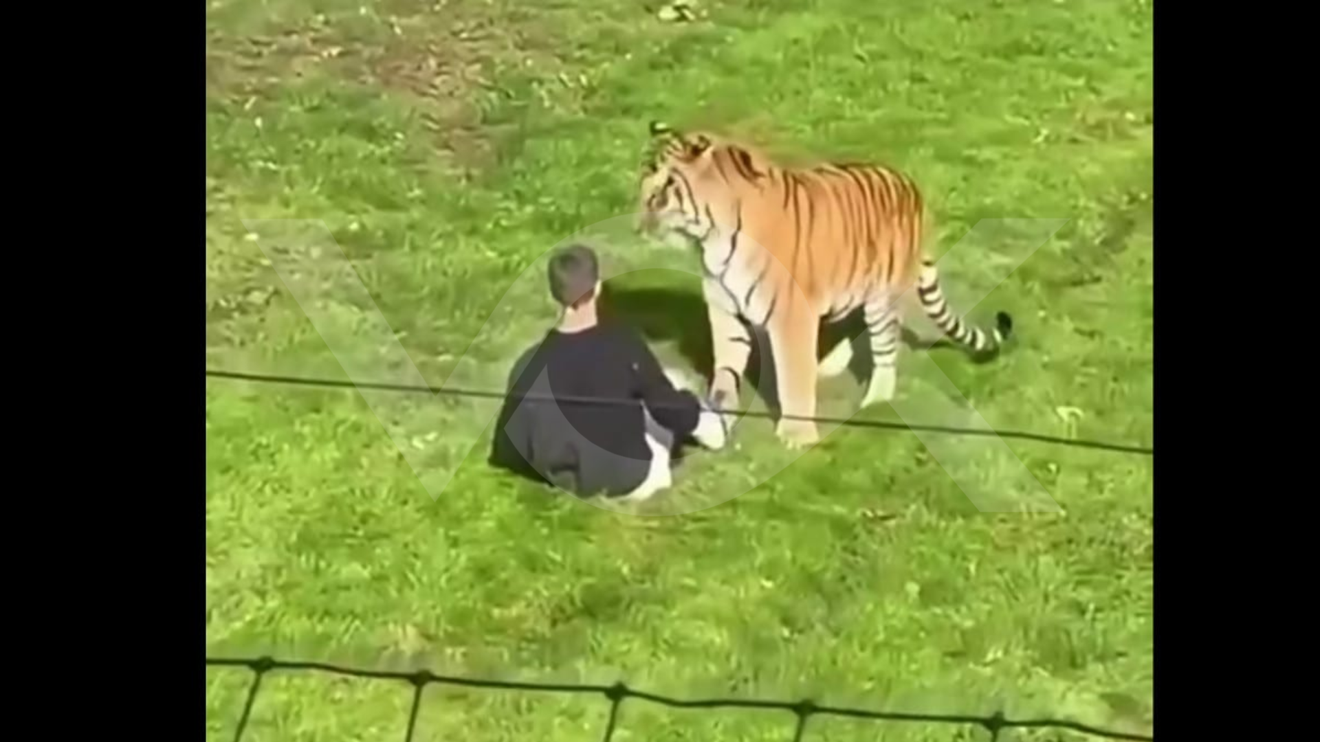 Burri i vrarë nga tigri në kopshtin zoologjik vuante nga skizofrenia, nis hetimi